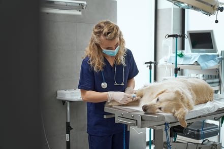 Common risks faced by lone working Vets and how to mitigate them
